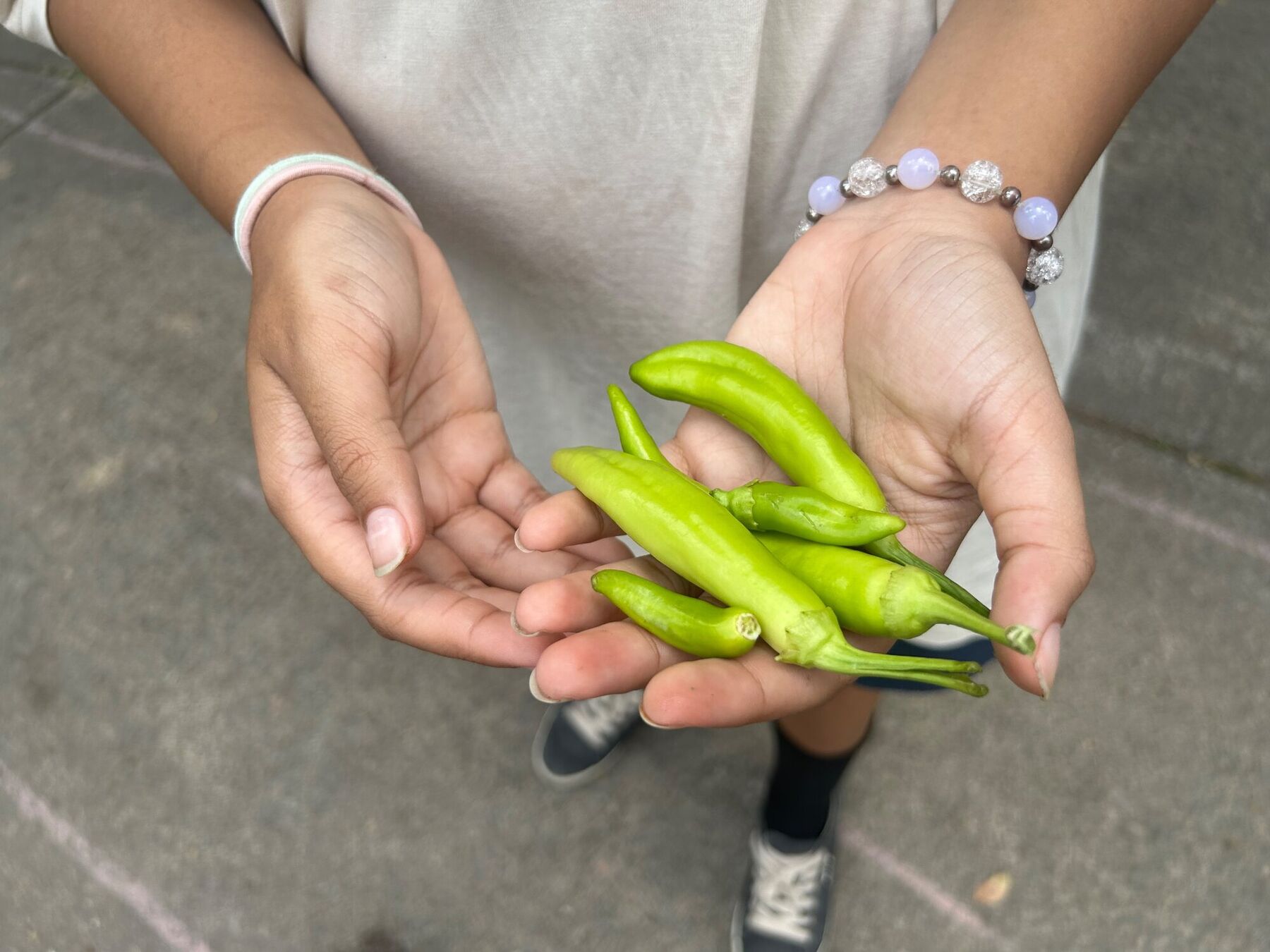 Two hands cupping freshly picked peppers